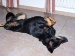 Berger de Beauce - Texas - Beauceron