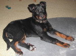Berger de Beauce - Baïka 3 mois - Beauceron (3 mois)