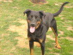 beauceron - Beauceron