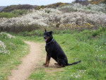 Berger de Beauce - Texas - Beauceron