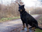 Berger de Beauce - Texas - Beauceron