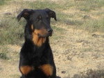 beauceron balkane - Beauceron