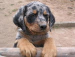 beauceron plume - Beauceron