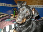 BEAUCERON - Beauceron