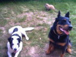beauceron - Beauceron