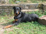 Beauceron - Vlad - Beauceron