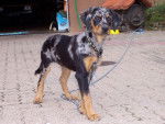 PLUME A 4 MOIS PETITE BEAUCERON GOLDEN - Beauceron (4 mois)