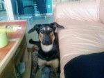 beauceron - Beauceron