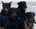 -Beaucerons - Groupe sage - Beauceron