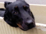 beauceron tam - Beauceron
