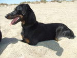 beauceron - Beauceron