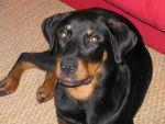 Rott/Beauceron CANDY - Beauceron