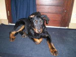 beauceron - Beauceron
