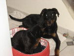 beauceron - Beauceron