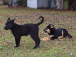 Lauvhia - berger all. ,beauceron, husky - Beauceron