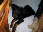 beauceron . comtte - Beauceron