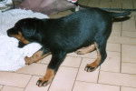 beauceron, alfa - Beauceron