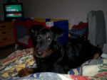 beauceron Comette - Beauceron