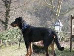 beauceron ramses - Beauceron