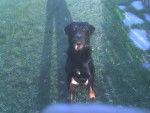 alfa beauceron - Beauceron