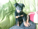 Beauceron Zuko - Beauceron