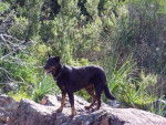 Beauceron - Texas - Beauceron