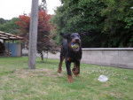 beauceron - IRKO - Beauceron