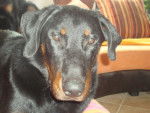 dargo beauceron - Beauceron