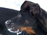 ERKO, beauceron - Beauceron