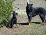 Beaucerons Feu et Texas - Beauceron