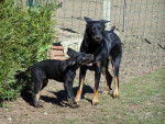 Beaucerons Feu et Texas - Beauceron