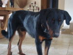 dargo beauceron - Beauceron