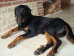 dargo beauceron - Beauceron
