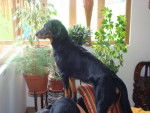 dargo beauceron - Beauceron