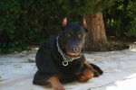 Milk, beauceron - Beauceron