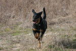 Eyra beauceronne 1 ans - Beauceron (1 an)