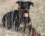 Eyra beauceronne 1 ans - Beauceron (1 an)
