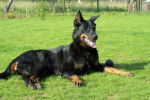 Texas - Beauceronne - Beauceron