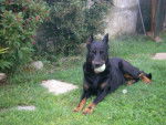 BEAUCERON / BERGER DE BEAUCE/BAS ROUGE - Beauceron