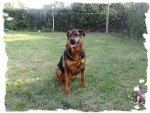 fiona, beauceron/rotweiller femelle - Beauceron