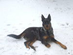 Berger de Beauce ( chelly ) - Beauceron Femelle
