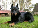 Photo de Beauceron : Volf 18 mois - Beauceron (1 an et demi)