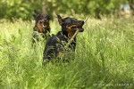 Photo de Beaucerons : Cquelern et Bo - Beauceron Femelle