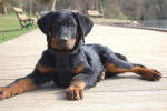Photo Beauceron : Kaïkou du Perouet - Beauceron