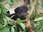 Photo Beauceron : chiot du Perouet - Beauceron