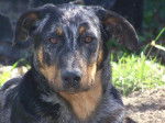 CASH agé de 1 an - Beauceron