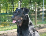 AMOX DU HAUT MARAIS - Beauceron