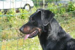 Amox du Haut Marais - Beauceron