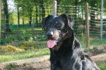 Amox du Haut Marais - Beauceron