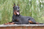 Toumaï du Mûrier de Sordeille - Beauceron